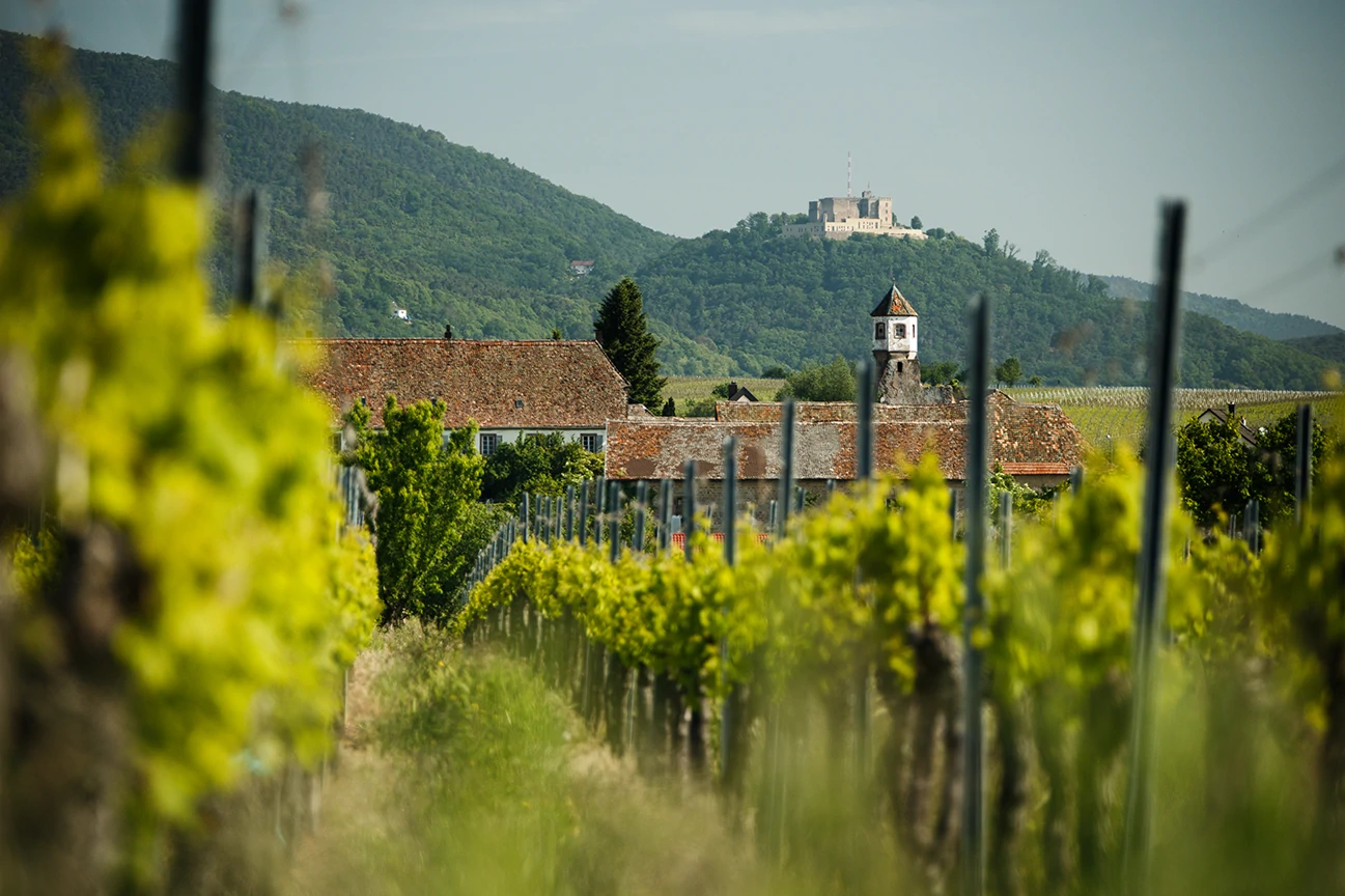 Weinfeld mit Hambacher Schloss