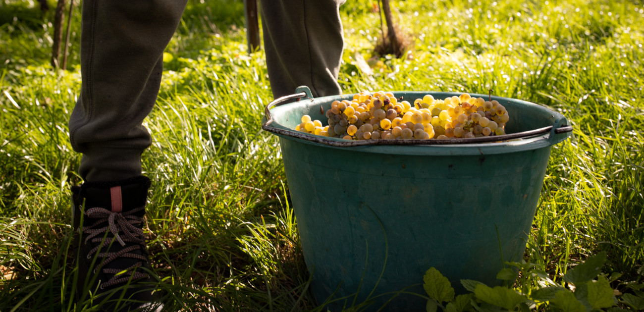 Weinbau-Vinification_neu