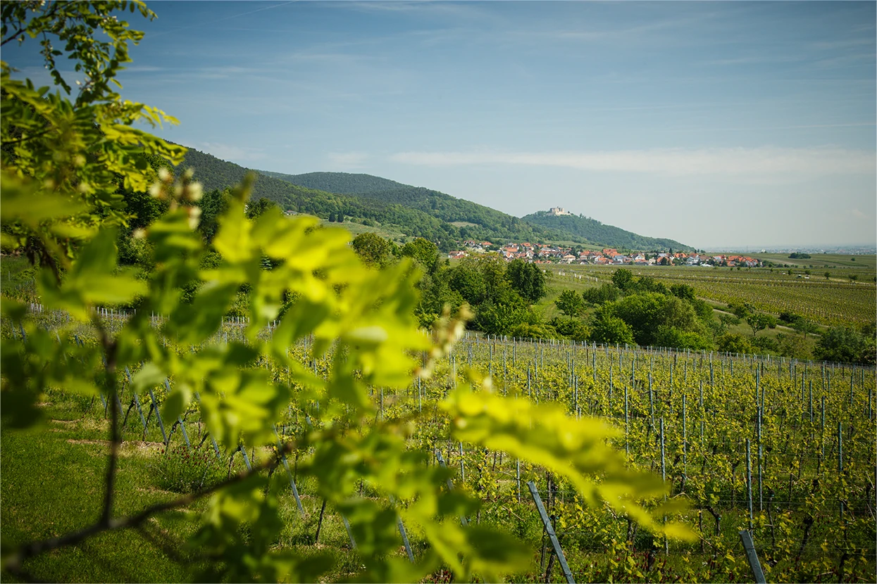 Weinfelder mit Bergen